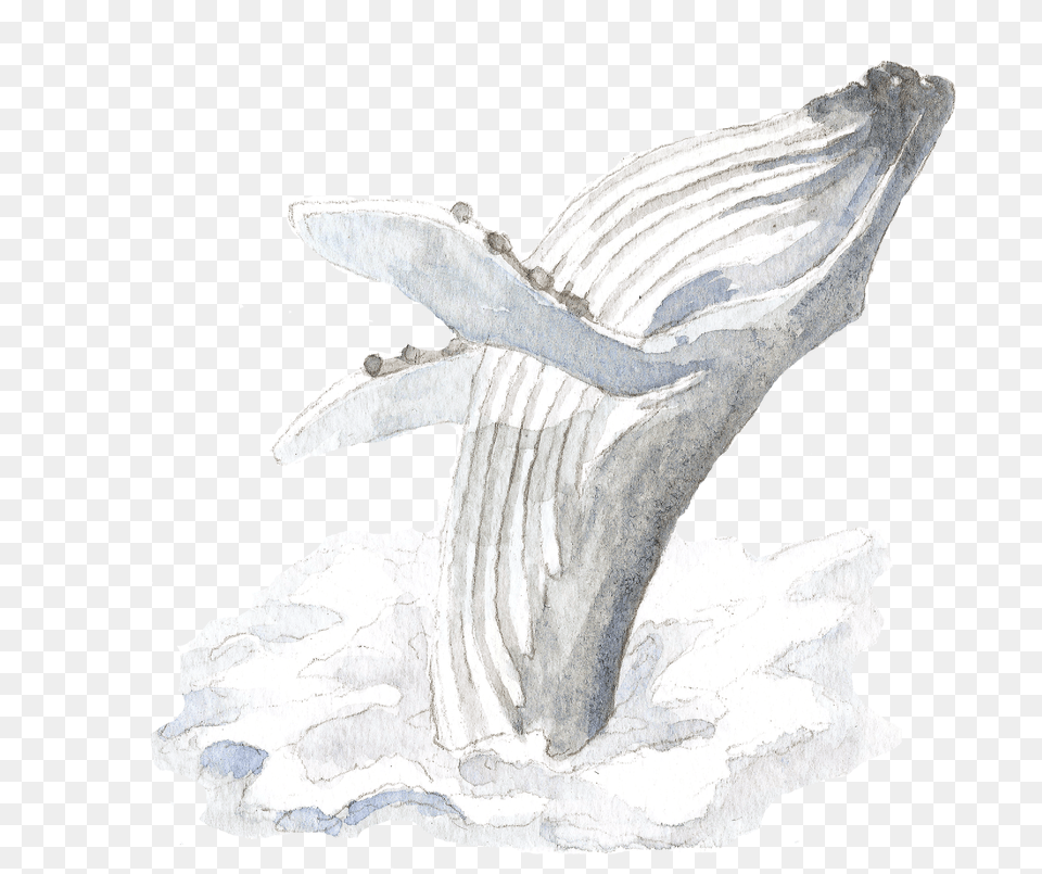 Sketch, Animal, Mammal, Sea Life, Whale Free Png