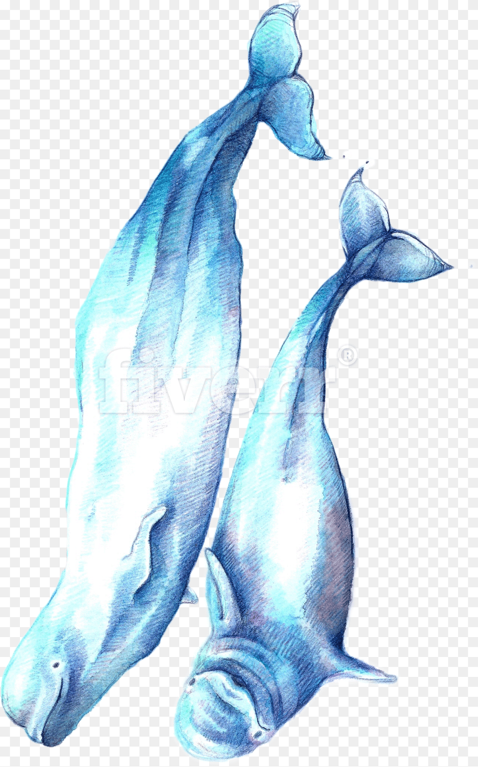 Sketch, Animal, Dolphin, Mammal, Sea Life Free Png