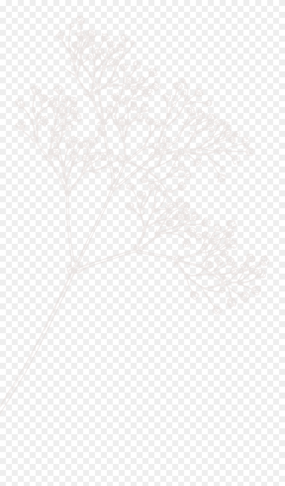 Sketch, Art, Plant, Drawing, Graphics Png