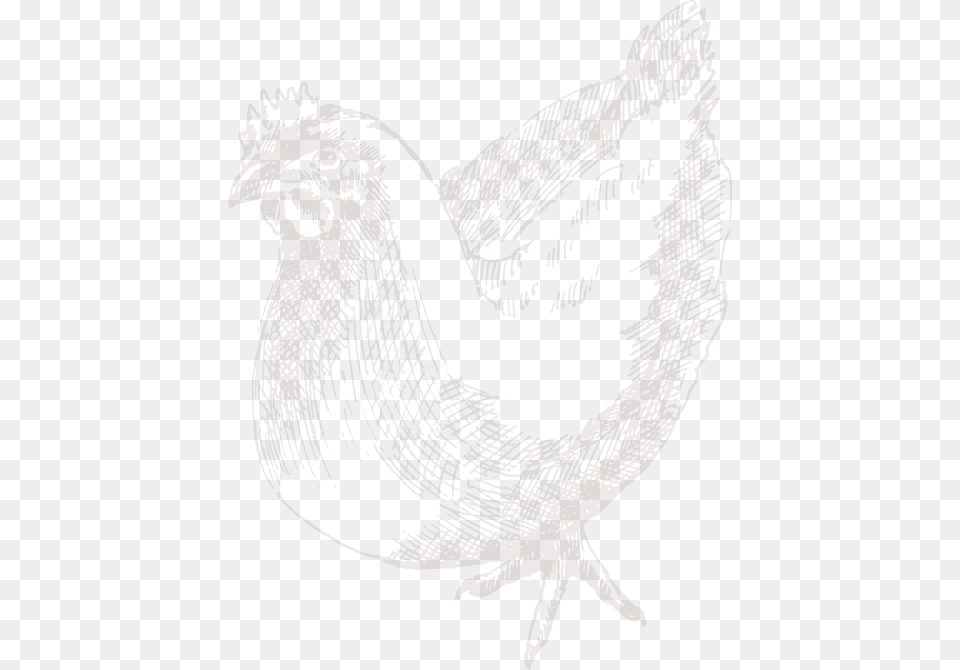 Sketch, Animal, Bird, Chicken, Fowl Free Transparent Png