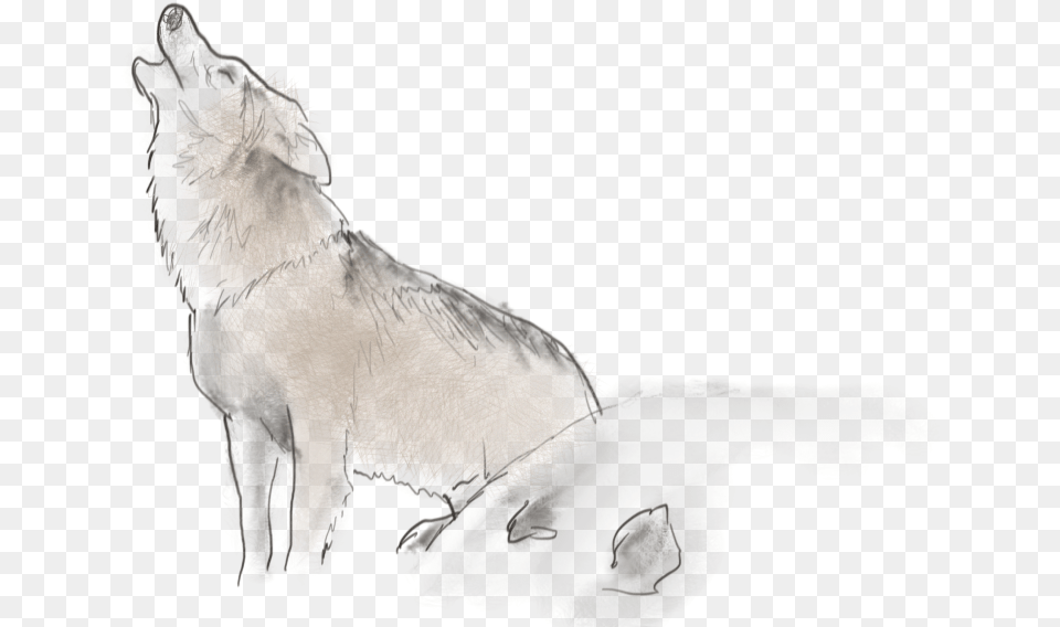 Sketch, Animal, Canine, Dog, Mammal Png