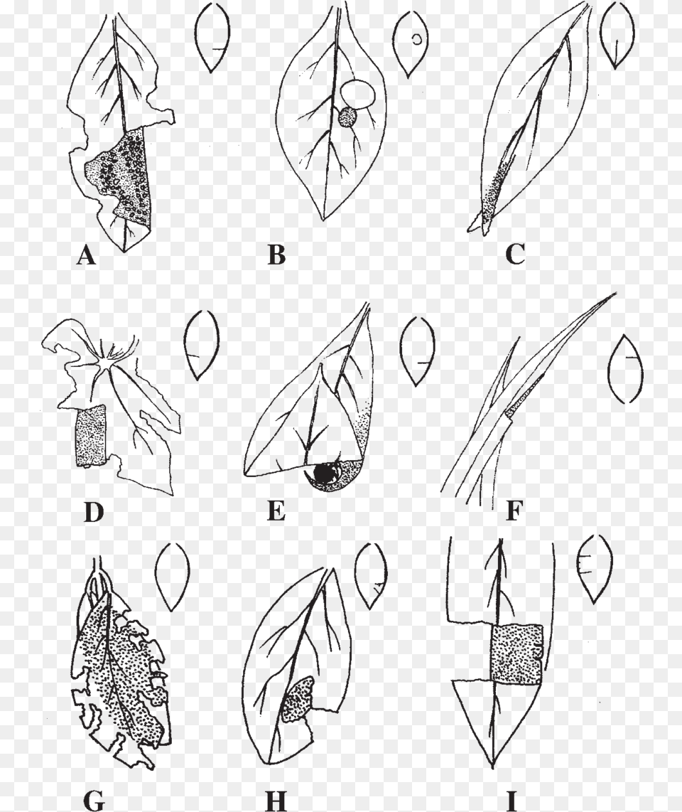 Sketch, Leaf, Plant, Blackboard, Art Png Image