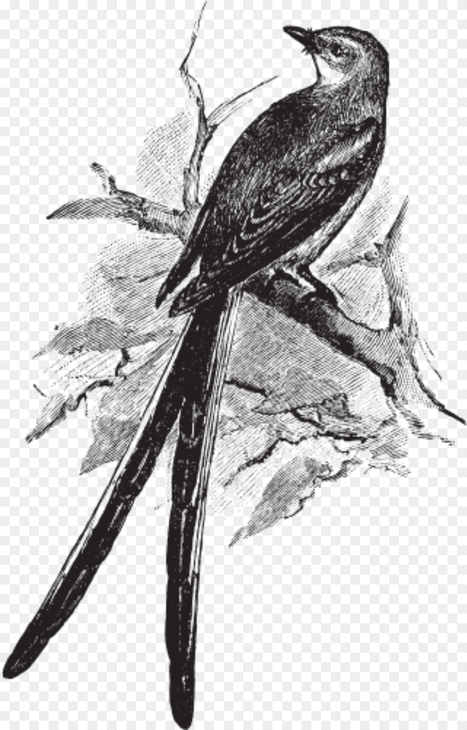 Sketch, Animal, Beak, Bird, Blackbird Free Transparent Png