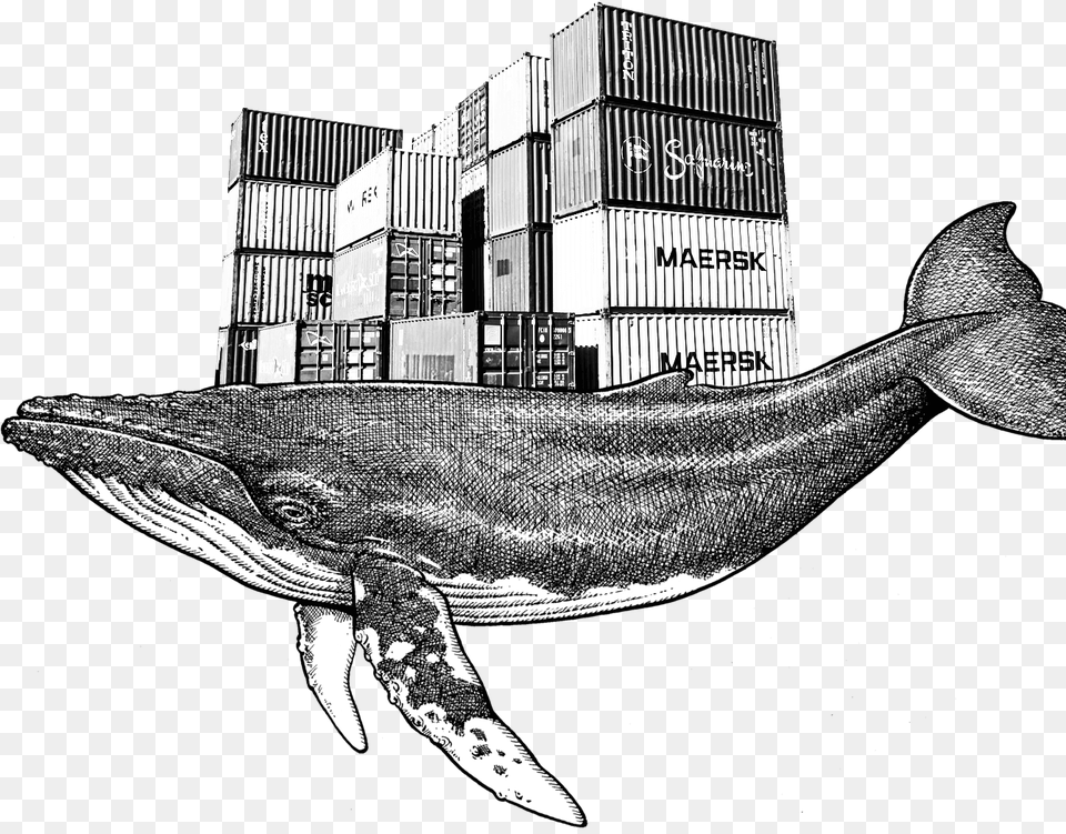 Sketch, Animal, Fish, Sea Life, Shipping Container Png Image