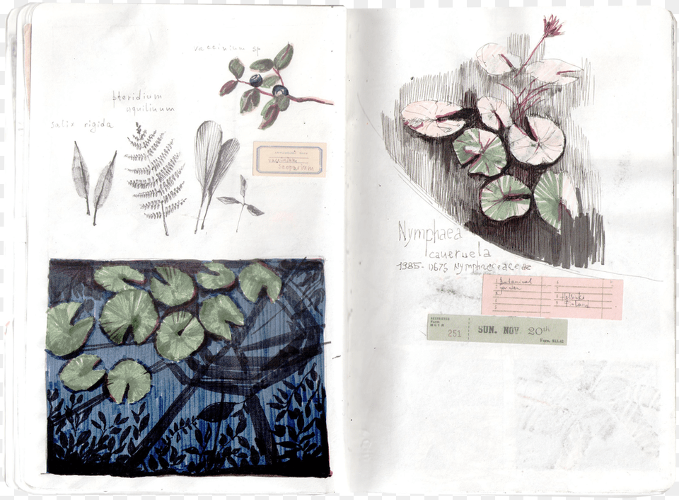 Sketch, Leaf, Plant, Art, Herbal Free Transparent Png