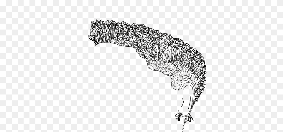 Sketch Png Image