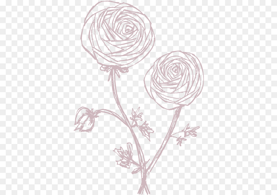 Sketch, Art, Flower, Plant, Rose Free Transparent Png