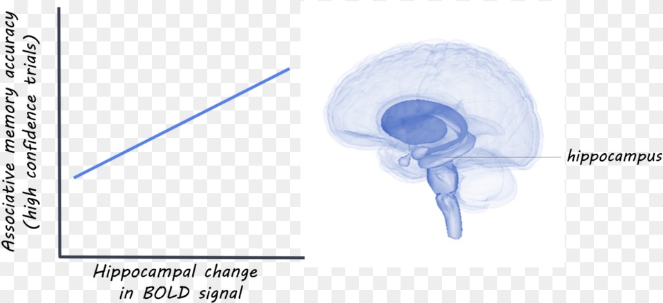 Sketch, Ct Scan Free Transparent Png