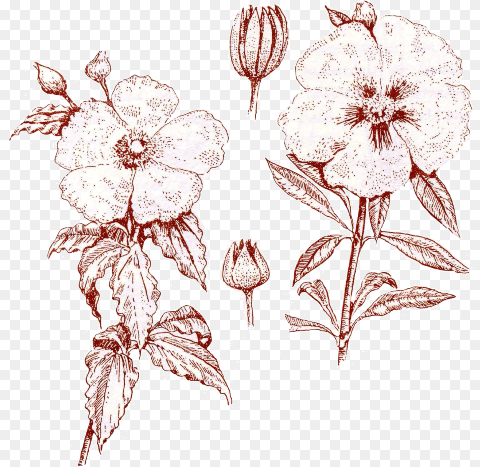 Sketch, Flower, Plant, Art, Floral Design Png