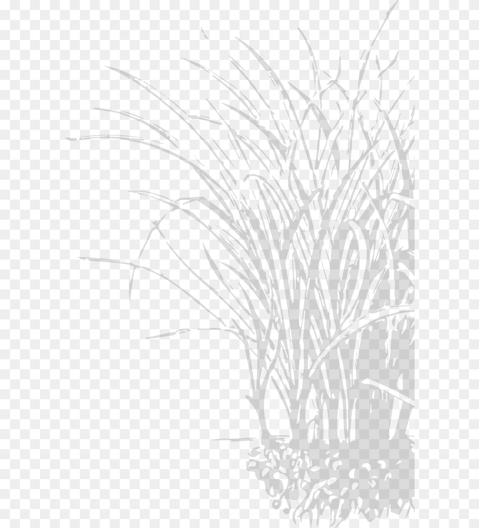 Sketch, Art, Graphics, Plant, Book Free Transparent Png