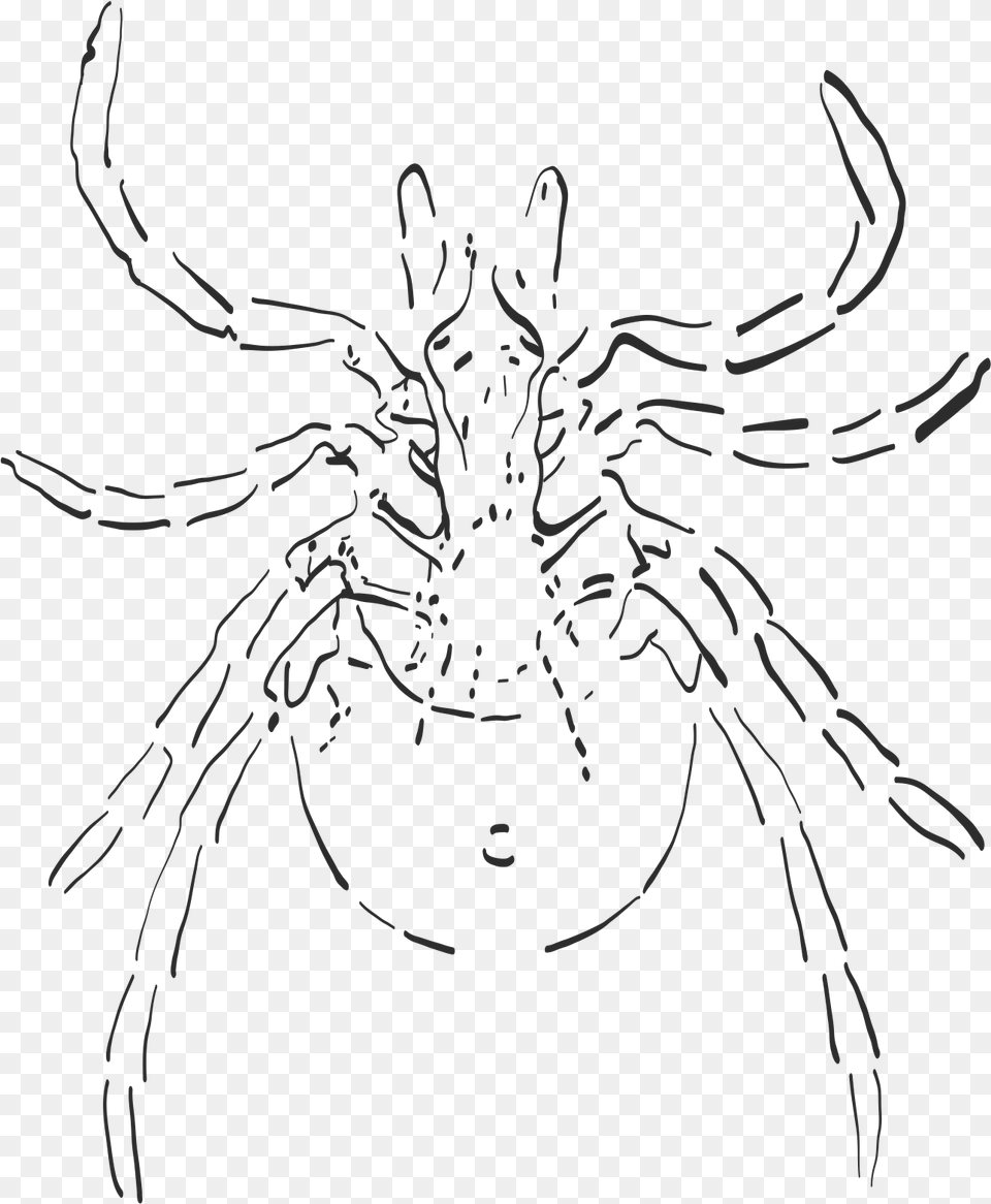 Sketch, Animal, Invertebrate, Spider, Person Png Image