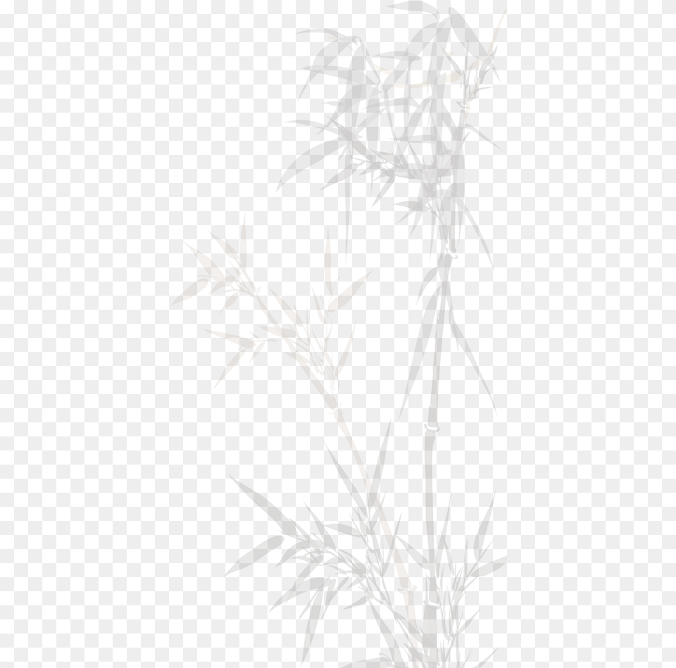 Sketch, Plant Free Png