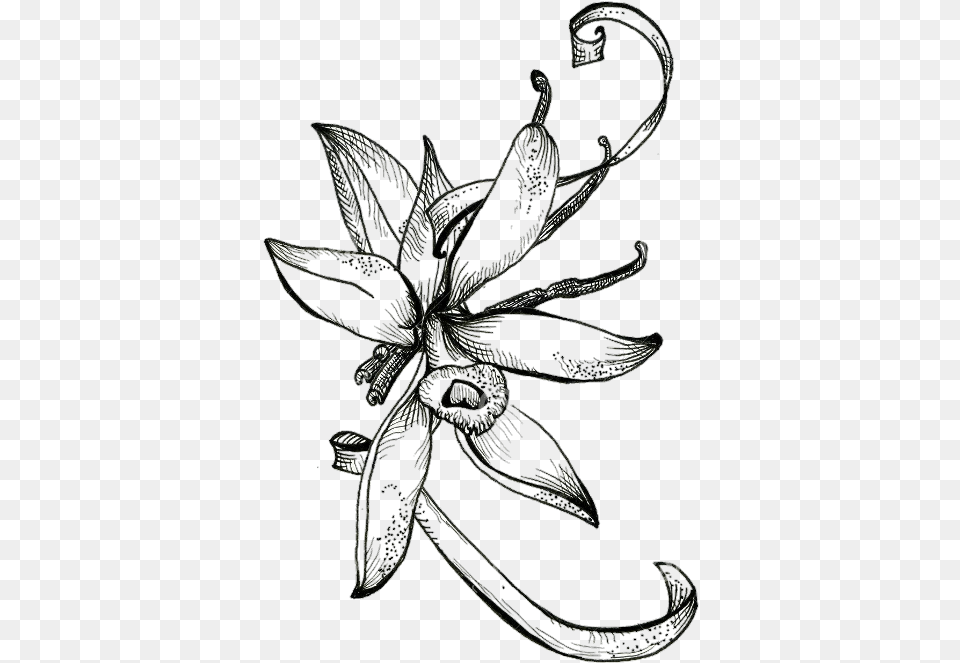 Sketch Cocoa Flower, Electronics, Hardware, Art, Accessories Png