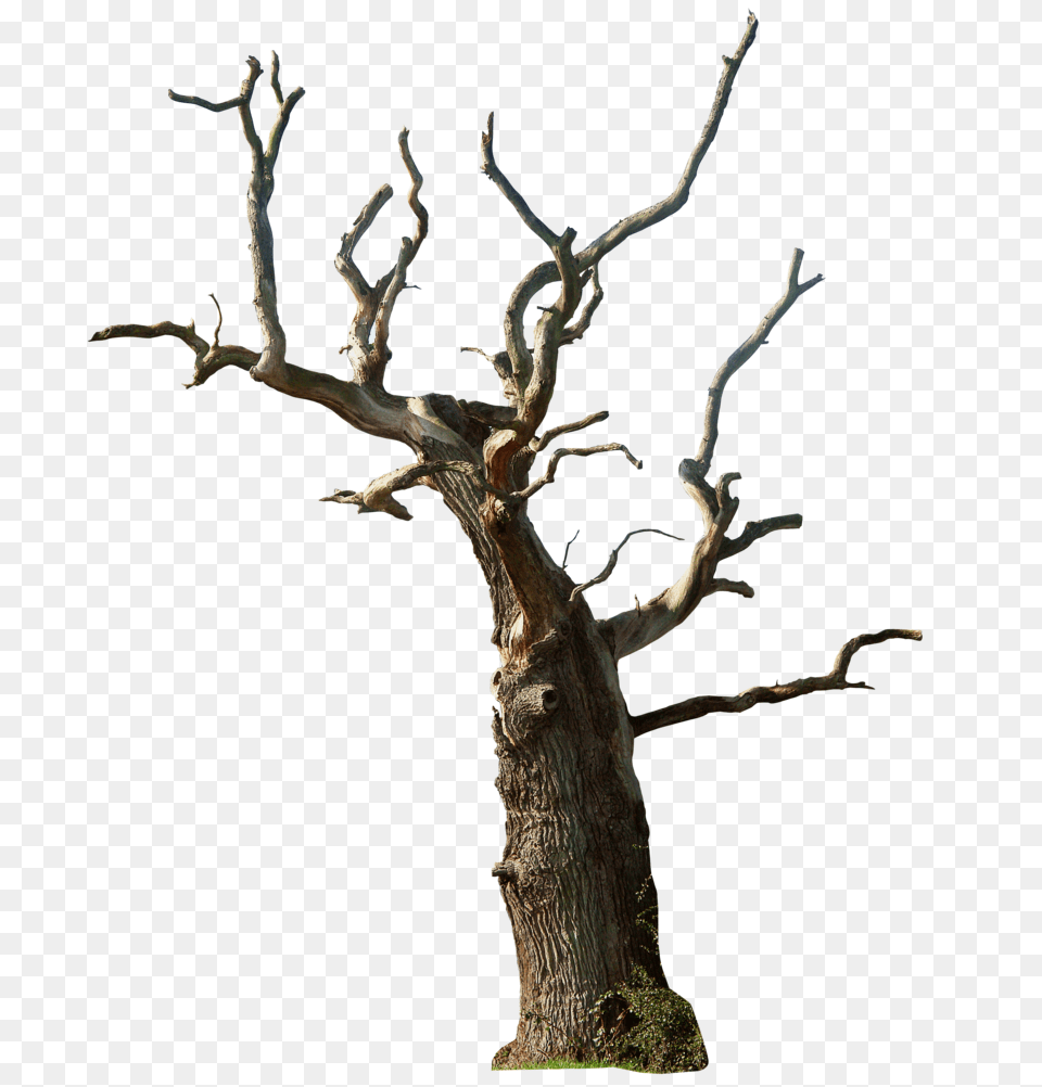 Sketch In Tree Render, Plant, Tree Trunk, Wood Png