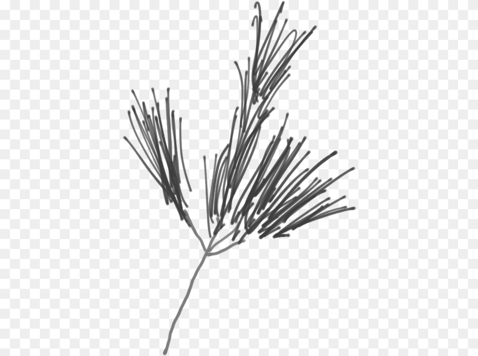 Sketch Of A White Pine Branch Western Yellow Pine, Plant, Anther, Flower, Tree Free Transparent Png