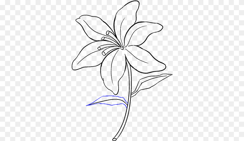 Sketch Of Lily Flower Free Png Download