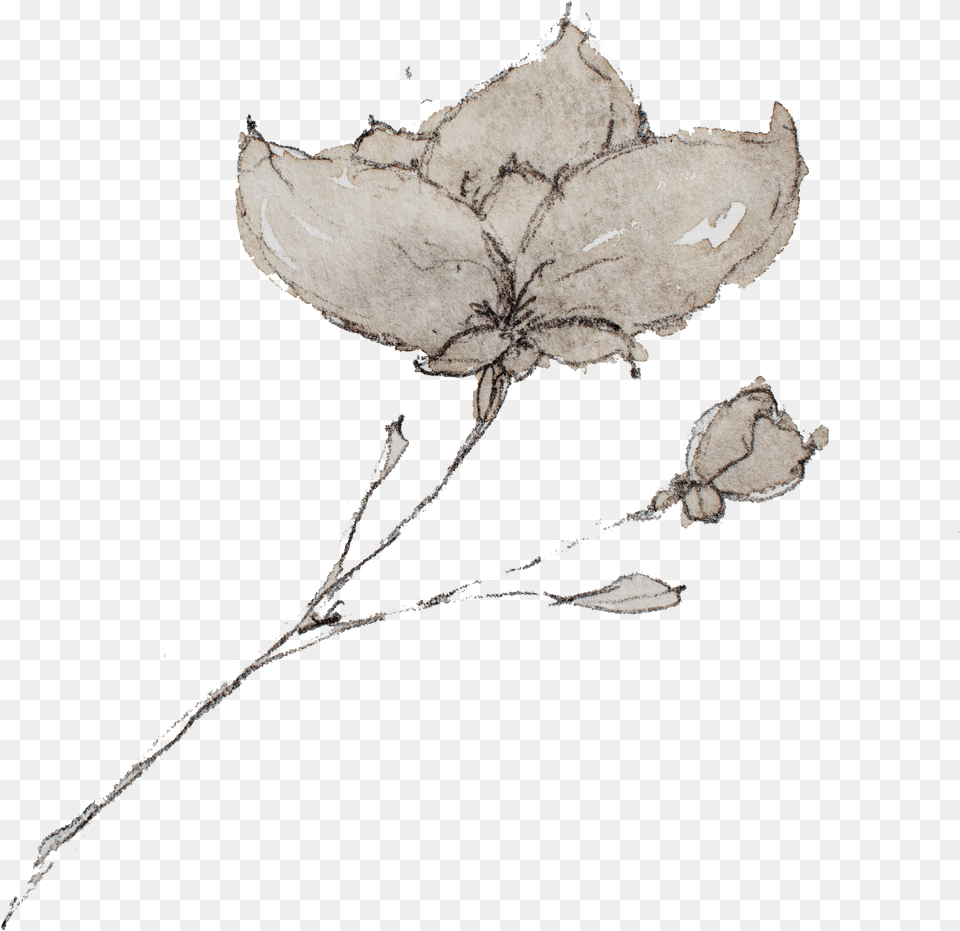 Sketch Rustic Flower, Leaf, Plant, Art, Drawing Free Png