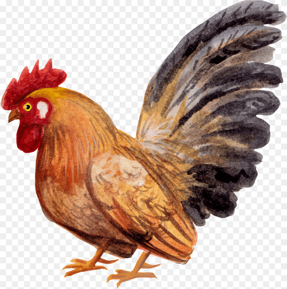 Sketch Cock Sketch, Animal, Bird, Chicken, Fowl Free Transparent Png