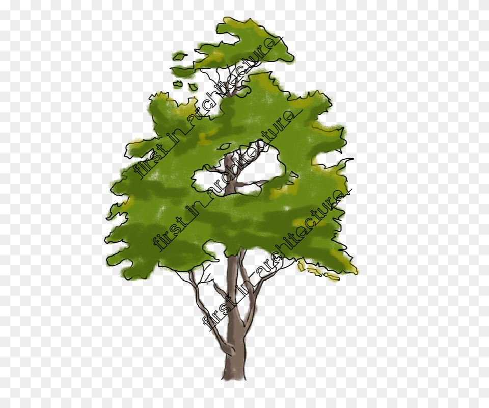 Sketch Up Components, Plant, Tree, Person, Oak Png Image