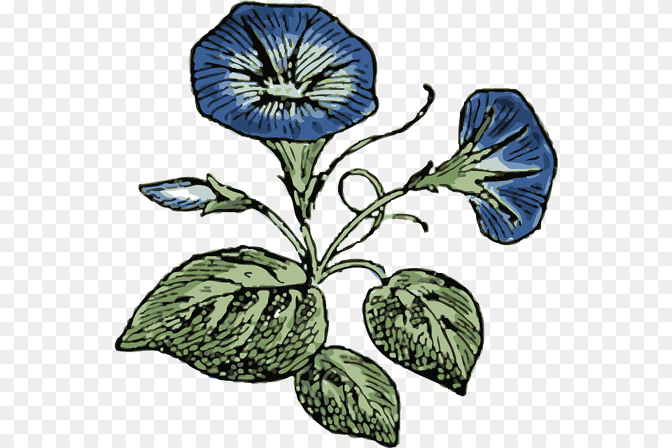 Sketches Of Morning Glories, Flax, Flower, Plant, Leaf Png