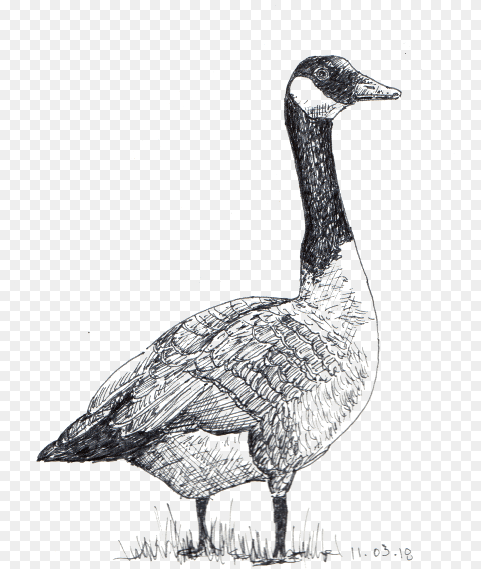 Sketches U2014 Betsy Heron Goose, Animal, Bird, Waterfowl, Anseriformes Free Png