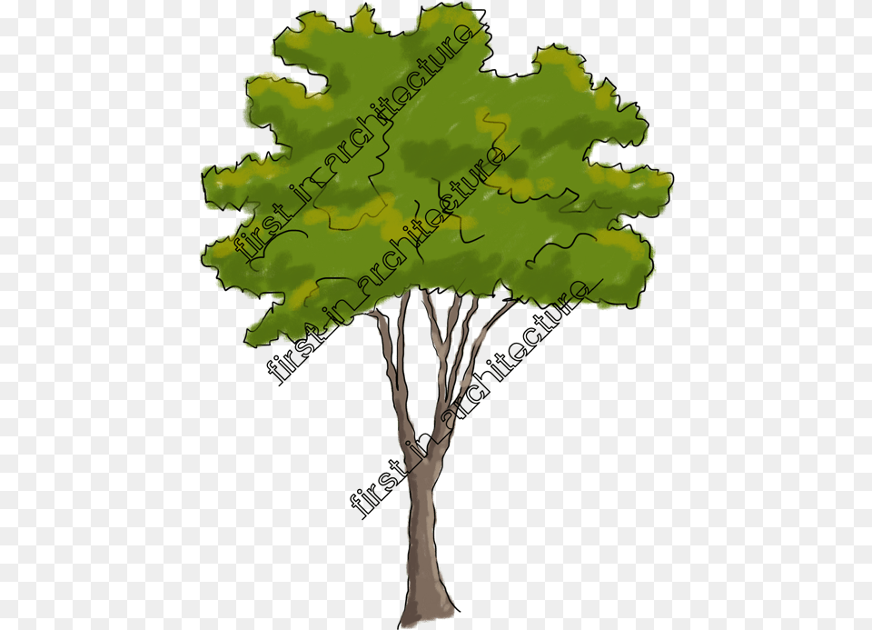 Sketchy Trees Clip Art Download Trees Sketch For Elevation, Oak, Plant, Sycamore, Tree Free Transparent Png