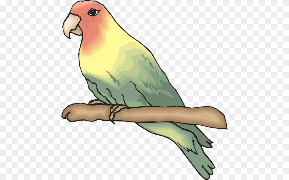 Sketsa Gambar Burung Lovebird, Animal, Bird, Parakeet, Parrot Png