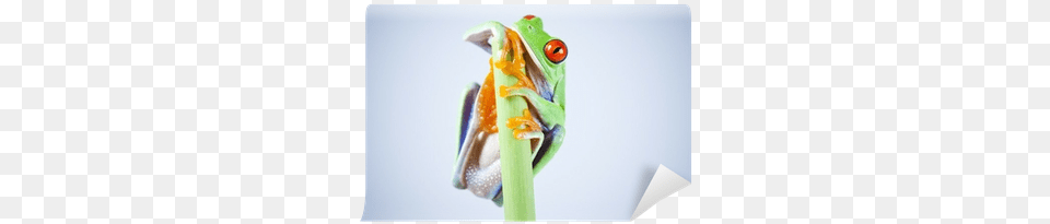 Skin, Amphibian, Animal, Frog, Wildlife Free Png Download