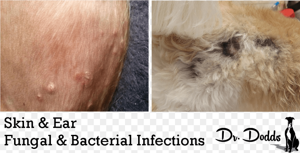 Skin And Ear Bacterial And Yeast Infections On Dogs Yeast Infection Skin Dogs, Animal, Canine, Dog, Mammal Png Image