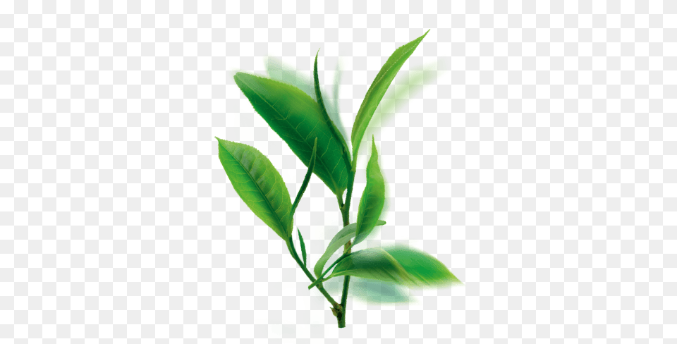 Skinactive Purifying Botanical Toner With Green Tea, Beverage, Leaf, Plant, Green Tea Png
