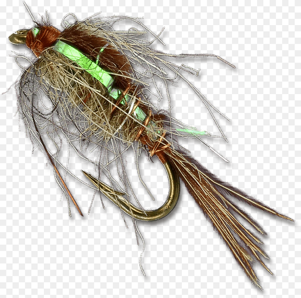 Skip Nymph House Fly, Animal, Bird Free Png Download