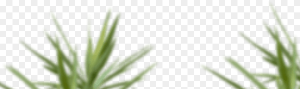 Skip To Content Sweet Grass, Plant, Moss Free Png Download