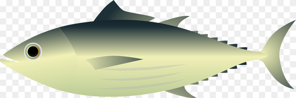 Skipjack Tuna Fish Clipart, Animal, Bonito, Sea Life, Shark Png