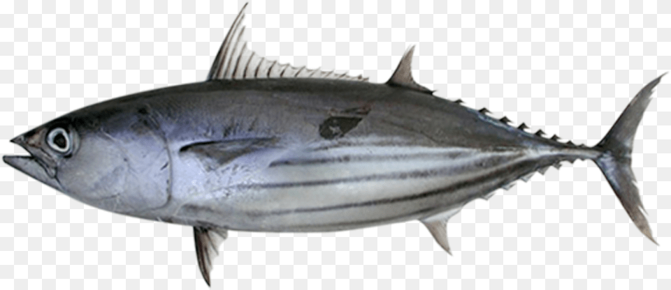 Skipjack Tuna Katsuwonus Pelamis, Animal, Bonito, Fish, Sea Life Free Transparent Png