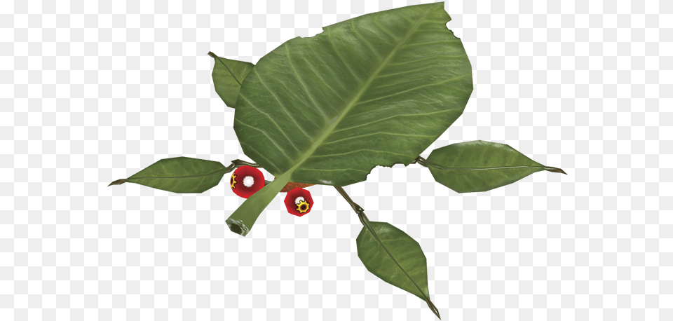 Skitter Leaf Pikmin Leaf, Food, Fruit, Plant, Produce Free Transparent Png