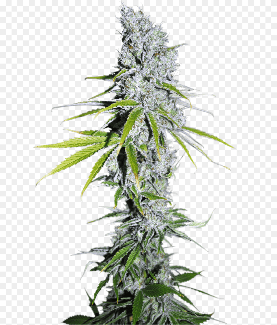 Skittles Strain, Plant, Hemp, Weed, Leaf Png Image