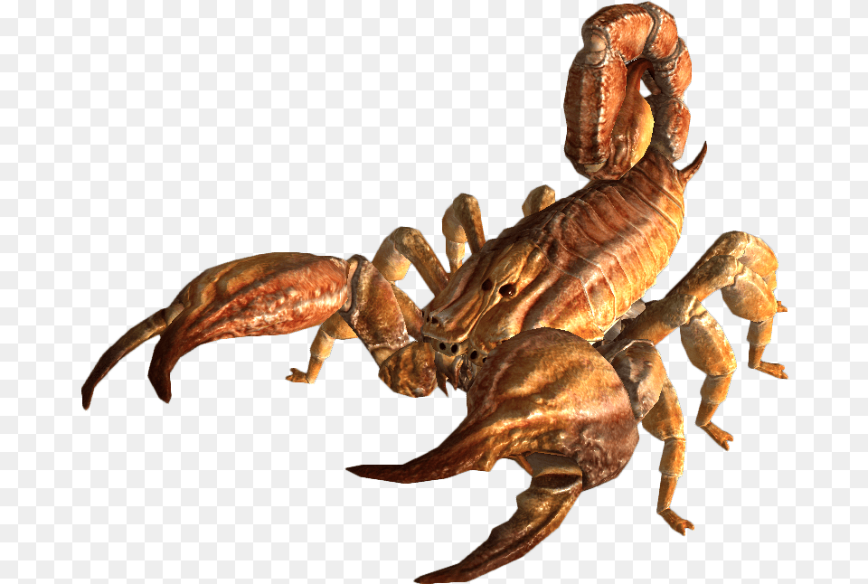 Skorpion, Animal, Insect, Invertebrate, Electronics Free Png