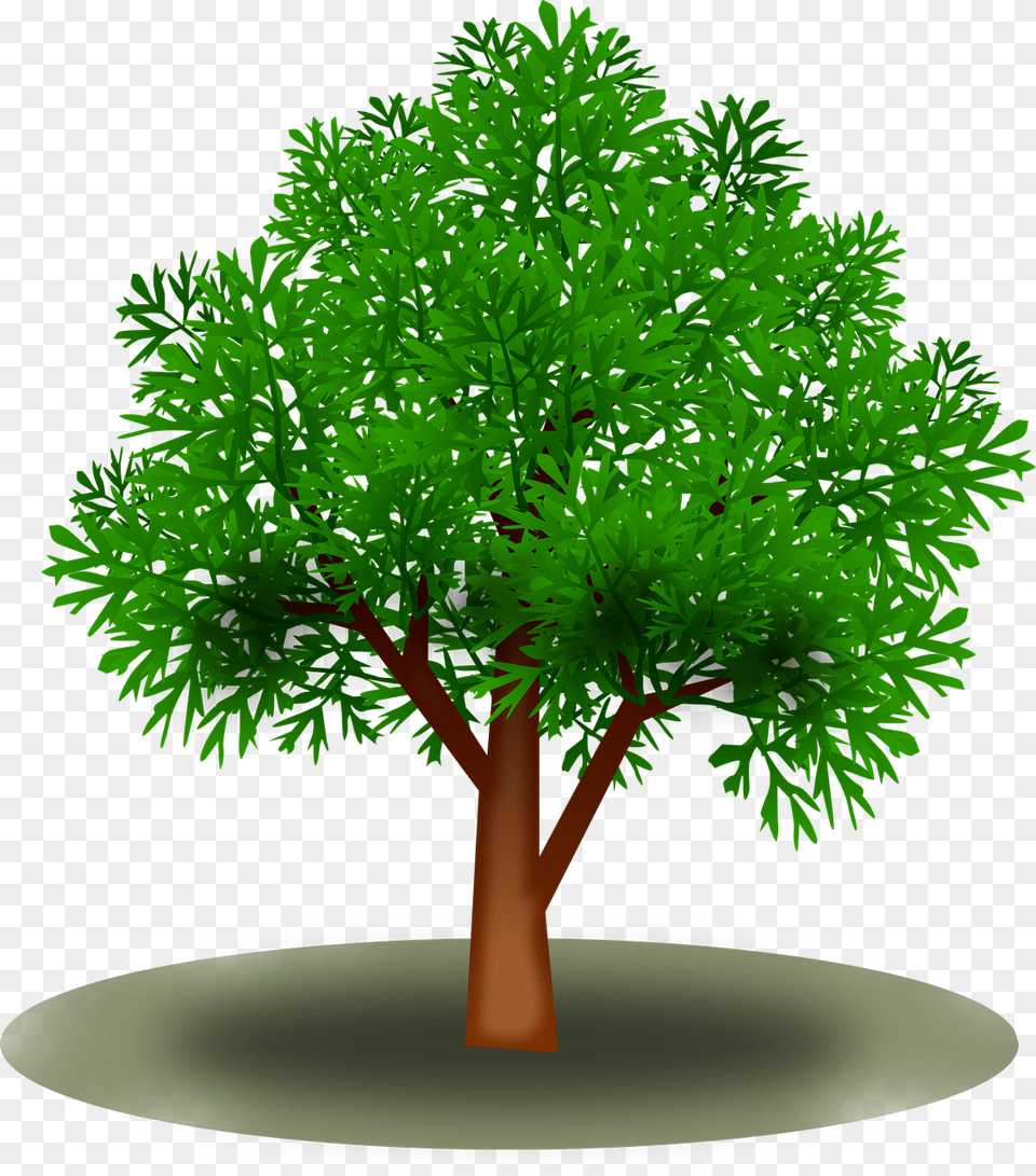 Skov, Plant, Tree, Vegetation, Tree Trunk Free Png Download