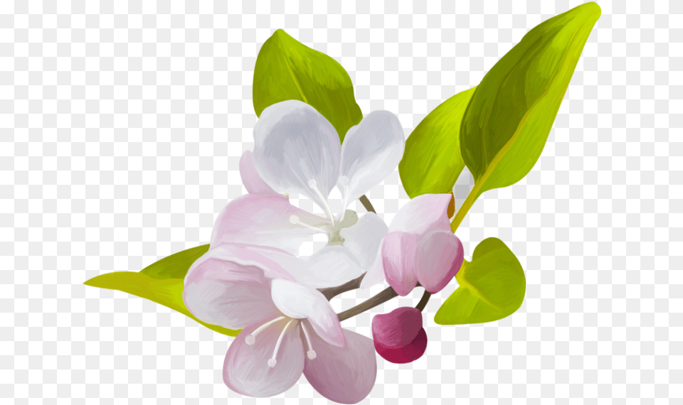 Skrap Nabor Hello Spring Cvetushaya Yablonya, Flower, Plant, Petal, Orchid Free Png