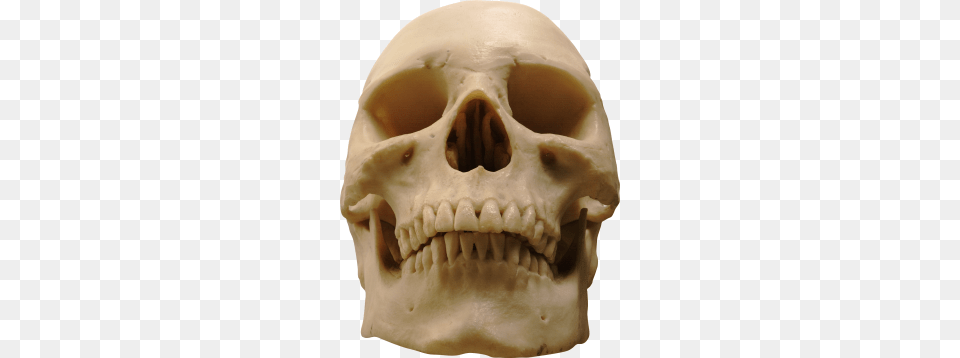 Skull, Head, Person, Face Png Image