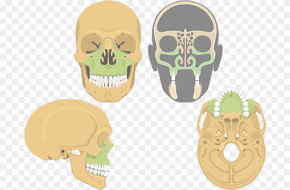 Skull, Body Part, Mouth, Person, Teeth Png Image