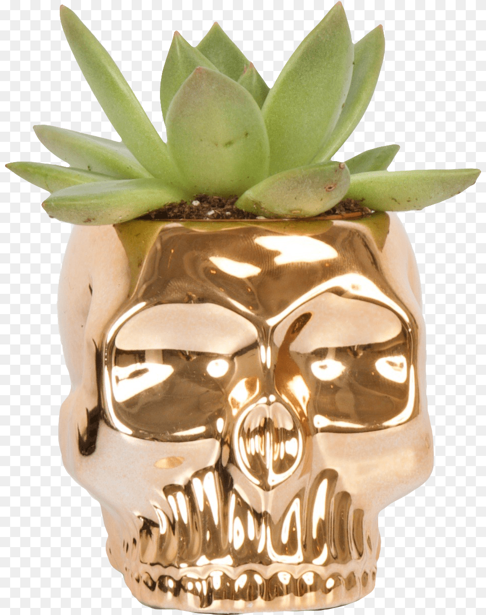 Skull, Jar, Plant, Planter, Potted Plant Free Png Download