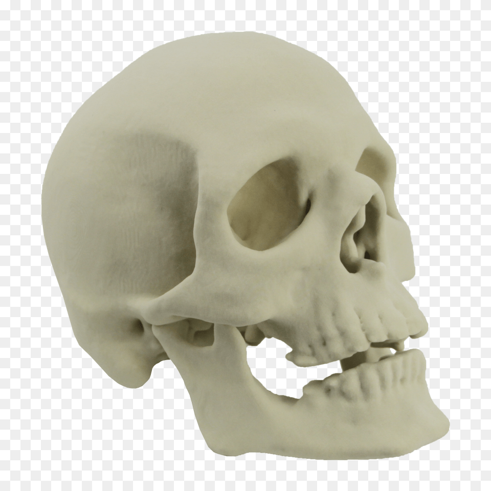 Skull, Head, Person, Baby, Face Png