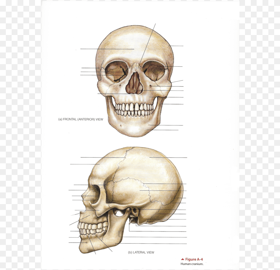 Skull, Head, Person, Face Png Image