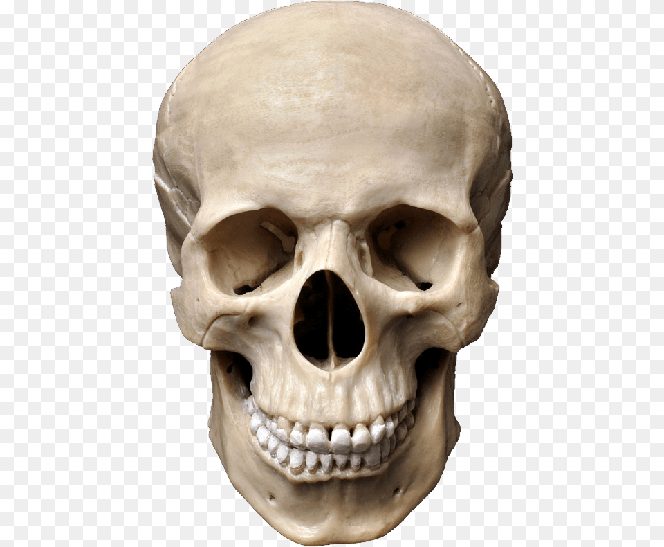 Skull, Baby, Head, Person, Face Free Png Download