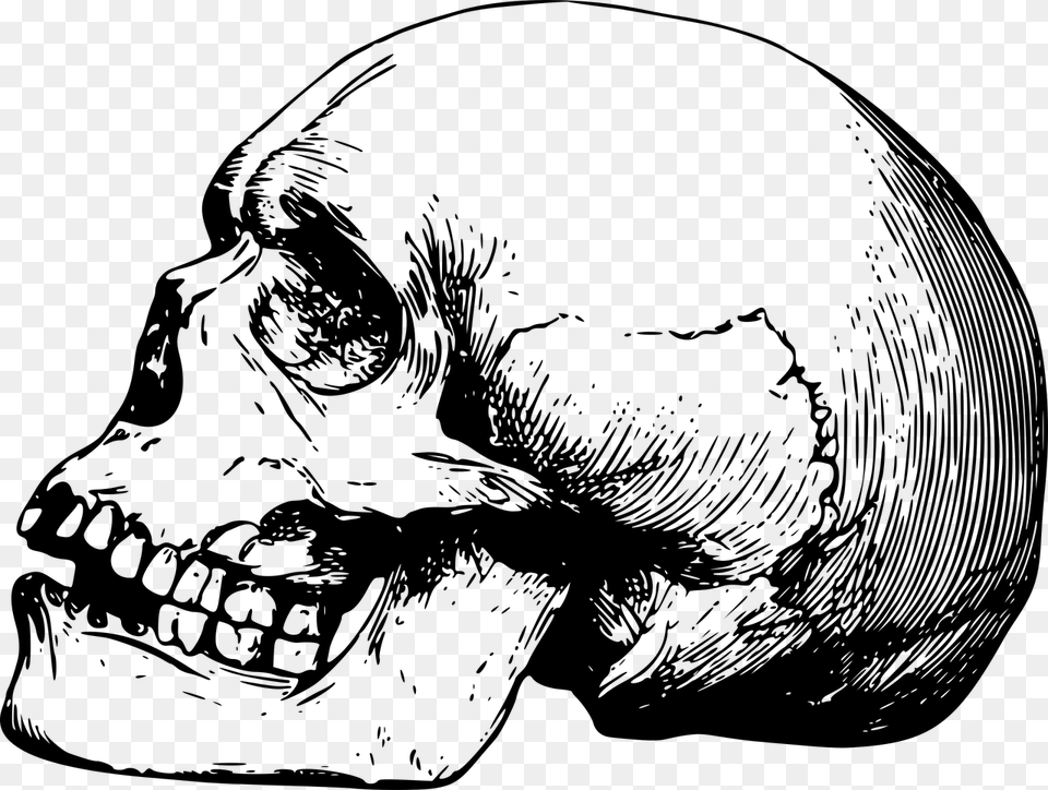 Skull, Gray Png