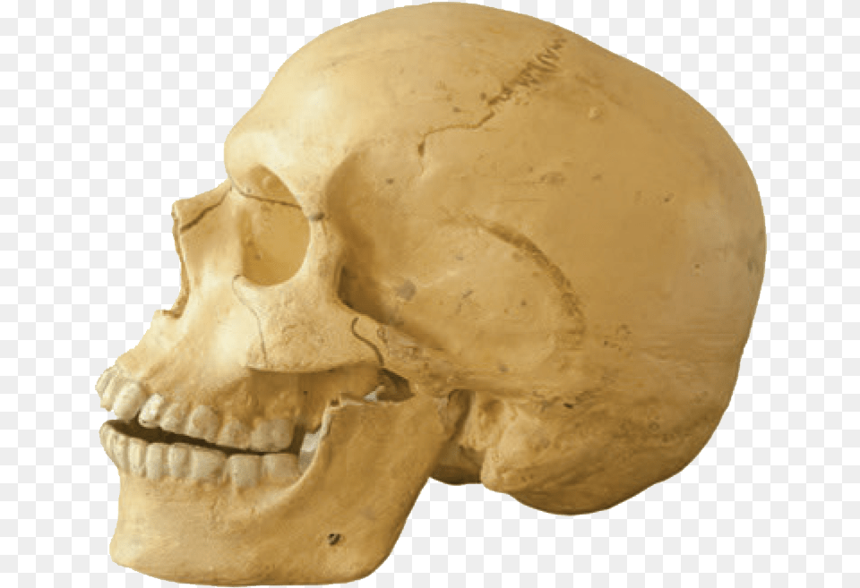 Skull, Head, Person, Face Png Image