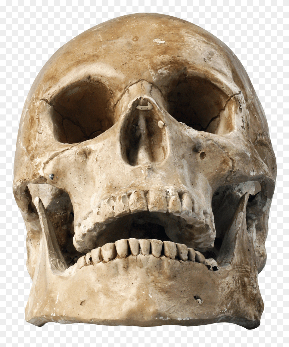 Skull, Head, Person, Archaeology, Face Png