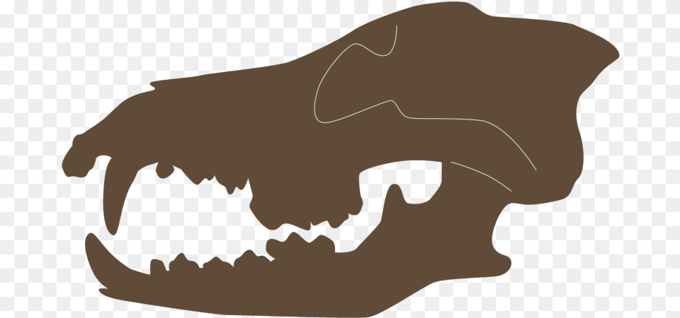 Skull, Teeth, Person, Mouth, Body Part Free Png