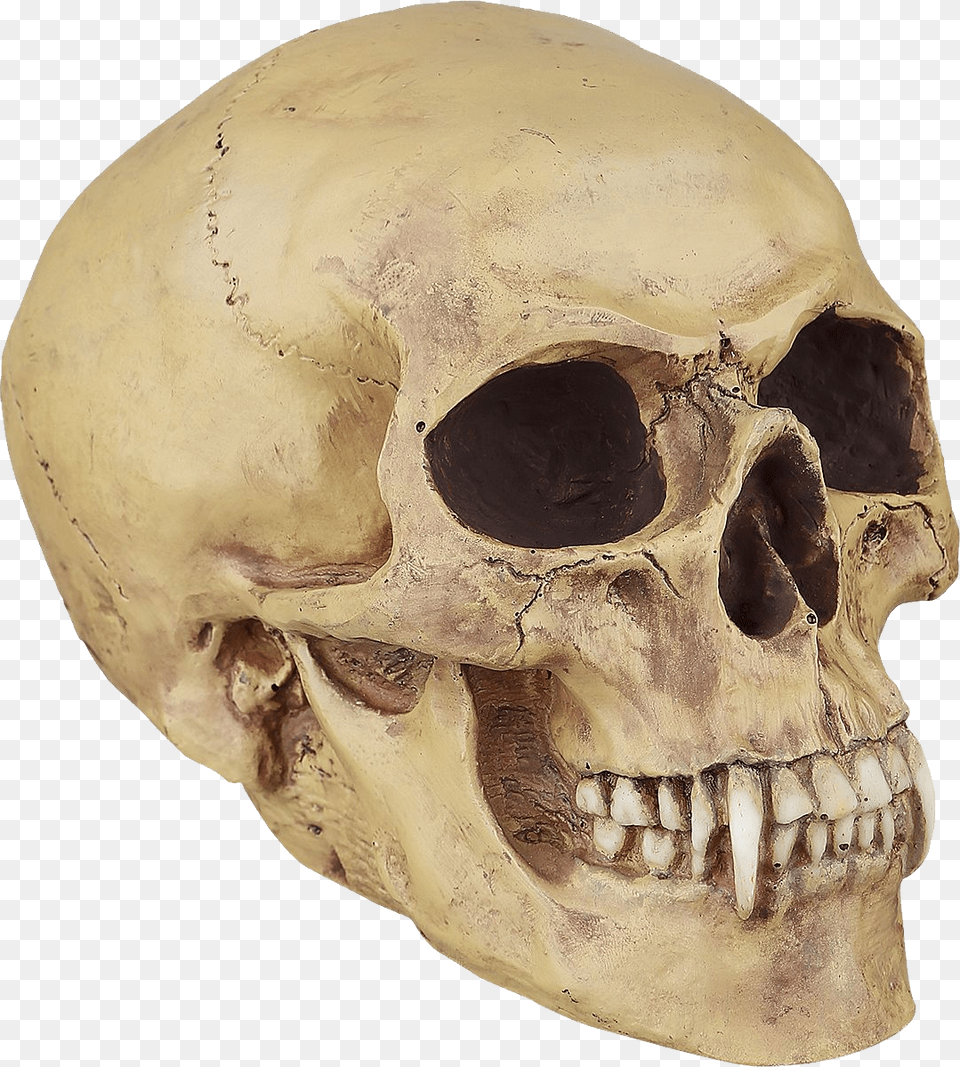 Skull, Person, Face, Head Free Png